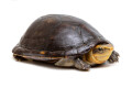 Kinosternon leucostomum postinguinale Nicaragua adult female